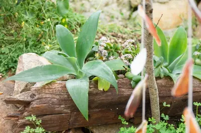 a plant sitting on top of a log at Chalet du Solei- V022 in Salema