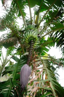 a bunch of bananas hanging from a banana tree at Casa do Remo in Caniçal