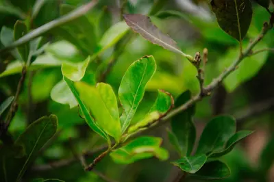 a branch of a tree with green leaves at Casa do Remo in Caniçal