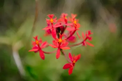 a group of red flowers with yellow centers at Casa do Remo in Caniçal