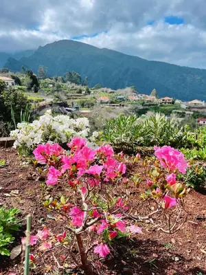 a bunch of pink flowers in a field with mountains at Quinta Vista para o Pico in Faial