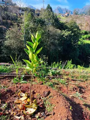 a small tree in the middle of a field at Quinta Vista para o Pico in Faial