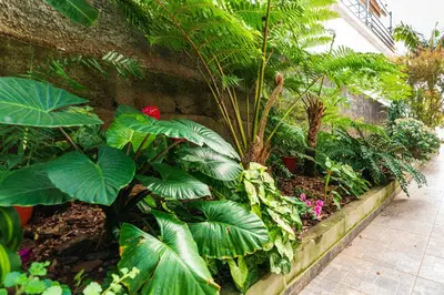 a garden with plants and flowers in a building at Casa Branca, in the Heart of Arco da Calheta in Arco da Calheta