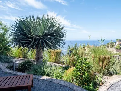 a bench in a garden with a palm tree and the ocean at Ocean's 13 in Ponta do Sol