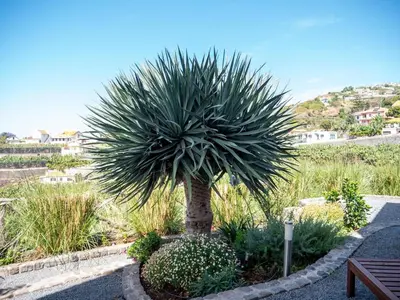 a palm tree in a garden with a bench at Ocean's 13 in Ponta do Sol
