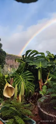 a rainbow in the background with a bunch of plants at Casa de basalto in Caniço