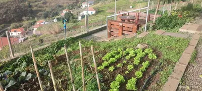 a garden with plants in the grass on a hill at Recanto das Florenças - Casa 3 in Arco da Calheta