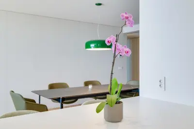 a plant sitting on a table in a meeting room at RJS Savoy Monumentalis by Holiday Rental Madeira in Funchal
