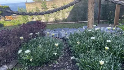 a garden with white flowers in a yard at Casas das Hortas, Studio Vista Jardim e Serra in Seixal