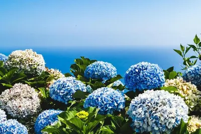 a bunch of blue and white flowers with the ocean in the background at Center Marina view Gold Studio in Funchal