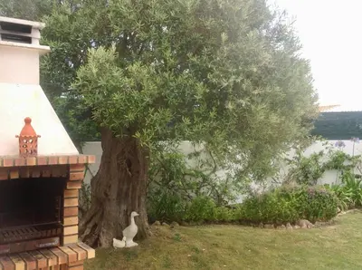 a cat sitting next to a tree next to a house at Praia da Luz Mandeliu Exclusive 5 Star Private Villa Heated Pool in Luz