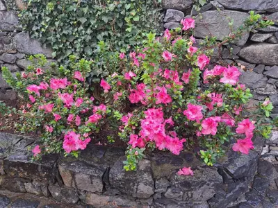 a bunch of pink flowers on a stone wall at Casa dos Lamaceiros in São Vicente