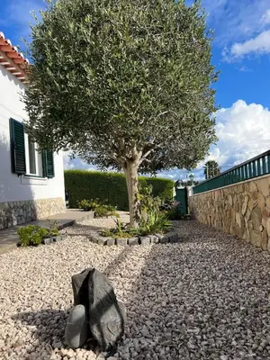 a tree and rocks in a yard with a tree at Sunny Ocean Villa with pool near Arrifana beach in Aljezur