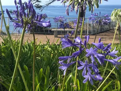 a bunch of purple flowers with the ocean in the background at Апартаменты 303 - Studio in Funchal