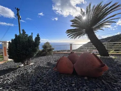 a teddy bear laying on the ground next to a palm tree at Vila Mendes - Ocean View in Arco da Calheta