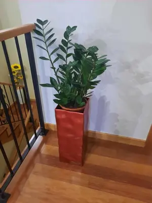 a plant in a red pot sitting on the stairs at Rose Sun House in Ponta do Sol