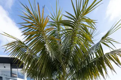 a palm tree in front of a blue sky at Villa Andrade Ocean View in Funchal