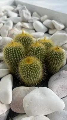 a group of cacti sitting on a pile of rocks at Paradisus guest house in Caniço