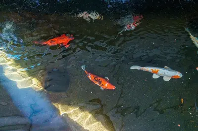 a group of koi swimming in a pond at A lovely home in a quiet area in Quinta Grande