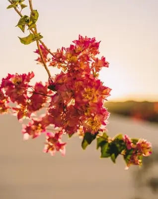 a bunch of flowers are hanging from a branch at Casa Monki in Raposeira
