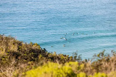 a group of birds swimming in the water at Living Lodge Portugal in Aljezur