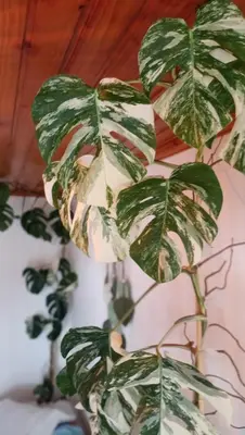 a green plant sitting on top of a table at Kanela Guest House B-side in Machico