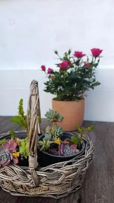 a basket filled with flowers and a potted plant at Kanela Guest House B-side in Machico