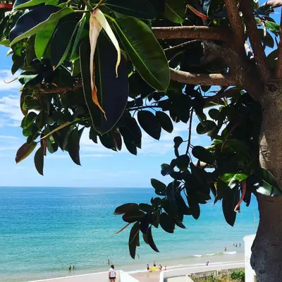 a tree in front of a beach with the ocean at Studio Sardinha-1 min walk to beach in Burgau