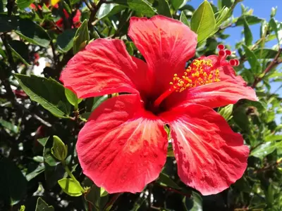 a red hibiscus flower on a tree at Casa Francis in Aljezur