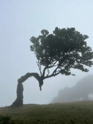 a tree in a field in the fog at Geko camper in Funchal