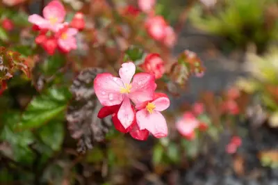 a close up of pink flowers on a plant at Portas da Levada A by Rent-a-key in São Vicente