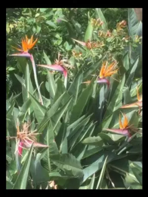 a group of plants with orange and purple flowers at Holiday Apartments Funchal - Bouganvilla in Funchal
