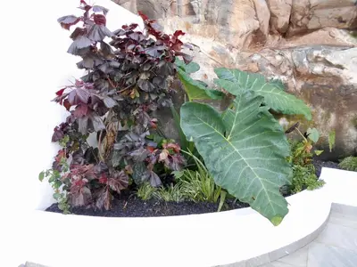 a plant in a planter in a garden at Holiday apartments Funchal - Rosemary in Funchal