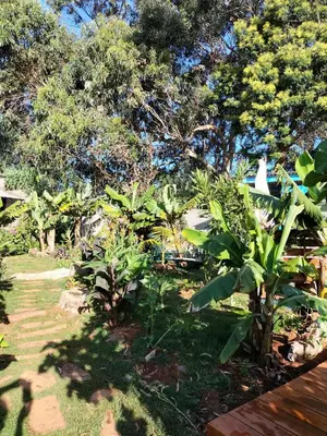 a garden with green plants and trees in the background at Jungle Lodge in Machico