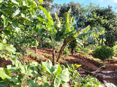 a banana tree in the middle of a field at Jungle Lodge in Machico