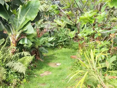 a garden with lush green plants and trees at Jungle Lodge in Machico