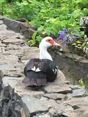 a duck sitting on some rocks next to some flowers at Casa da Avó - Vila do Porto in Vila do Porto