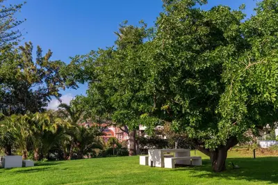 a tree in the middle of a green field at With pool and sea view - Acqua Residence III in Funchal