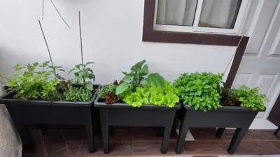 two black planters with plants in them next to a wall at Comboio Funchal in Funchal