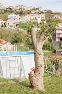 a tree sitting in the grass next to a building at Casa do Vale by Mth in Ribeira Brava