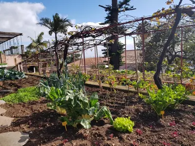 a garden with some plants in the dirt at Quinta do Bom Sucesso in Funchal