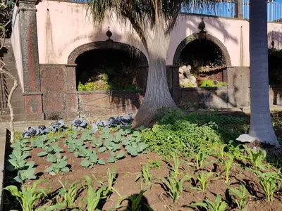 a garden with plants in front of a tree at Quinta do Bom Sucesso in Funchal