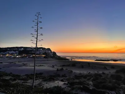 a tree on the beach at sunset at Casa Salácia in Aljezur