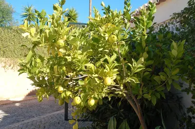 a lemon tree with fruits on it on a sidewalk at Villa Sorriso in Luz