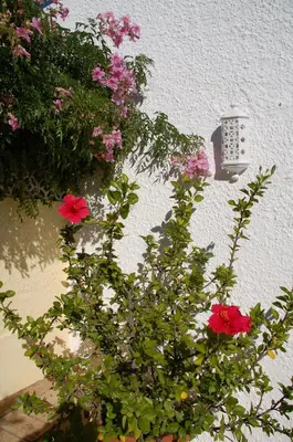 a bunch of flowers on the side of a building at Villa Sorriso in Luz