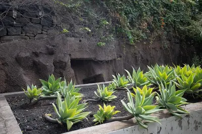 a bunch of green plants in a garden at Monumental Garden Loft by Rent-a-Key in Funchal