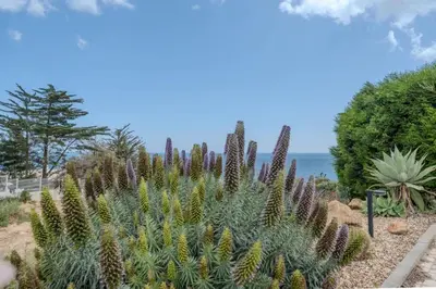 a large group of cacti in a garden at Ocean View with Private Terrace in Luz
