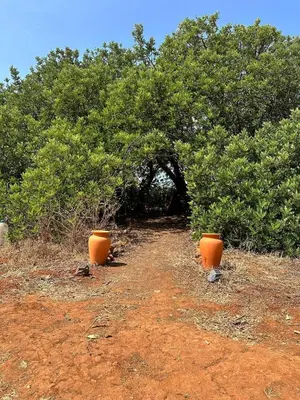 two orange pots sitting on a dirt road under trees at Michas caravan for 2 See the herd of horses from your bed in Barão de São João