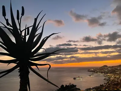 a view of the ocean at sunset with a palm tree at TheView in Funchal