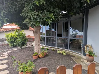 a tree in front of a building with potted plants at Monte Gordo Accommodation in Ribeira Brava